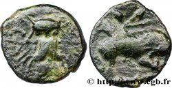 GALLIEN - BELGICA - ATREBATES (Region die Arras) Bronze CAITIO/AMANDI