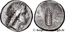 LUCANIA - METAPONTUM Nomos, statère ou didrachme