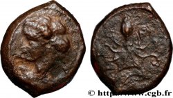 SICILE - SYRACUSE Tetras