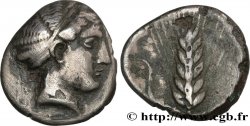 LUCANIA - METAPONTO Nomos ou didrachme