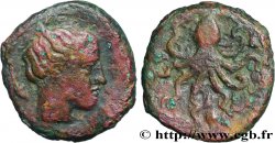 SICILE - SYRACUSE Tetras