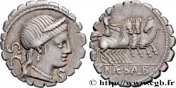 NAEVIA Denier serratus