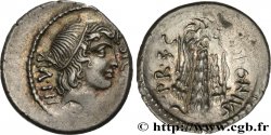 SICINIA Denier