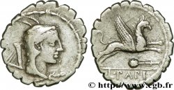 PAPIA Denier serratus XF