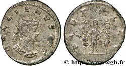 GALLIEN Antoninien SUP