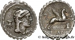 PAPIA Denier serratus TTB