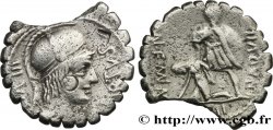 AQUILLIA Denier serratus