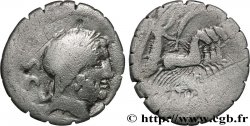 ANTONIA Denier serratus